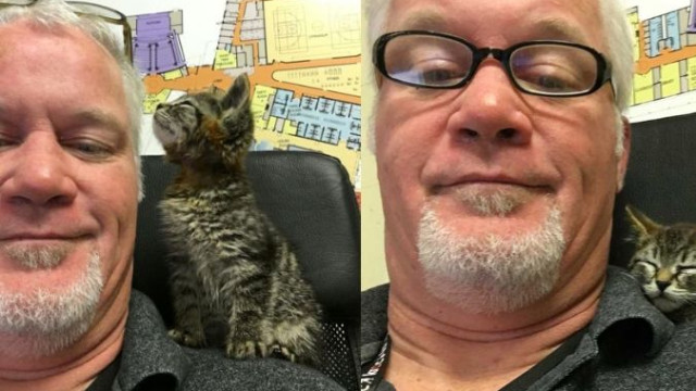 Homem resgata gato que tinha patas coladas ao pavimento de estrada