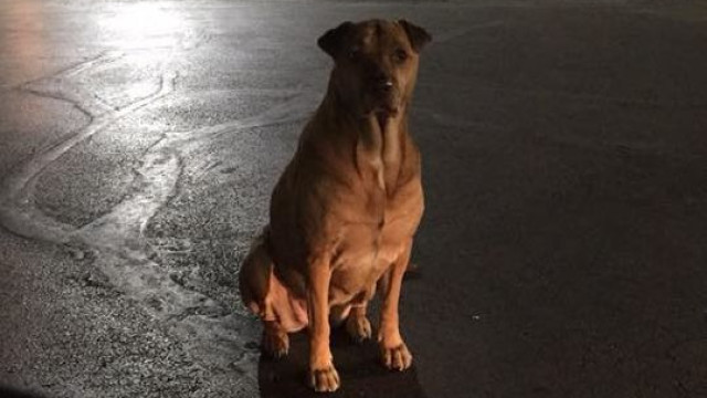 Se vir esta cadela junto ao McDonald's não a alimente. "É uma trapaceira"