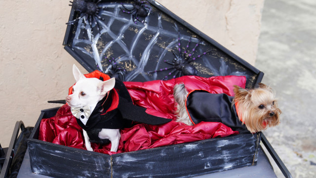 Os cães também celebram o Halloween em Nova Iorque