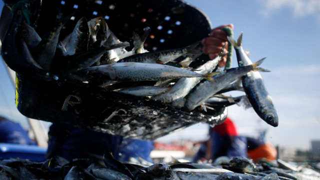 As sardinhas estão a fugir de Portugal e a Reuters já deu conta