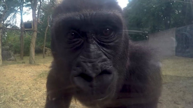 Gorilas descobrem câmara e fazem furor na internet