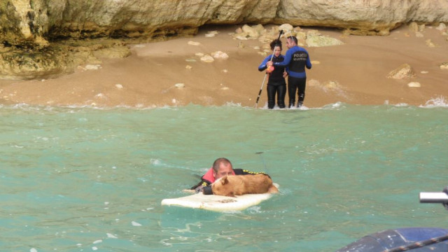 Cão de um ano resgatado de zona sem acesso terrestre