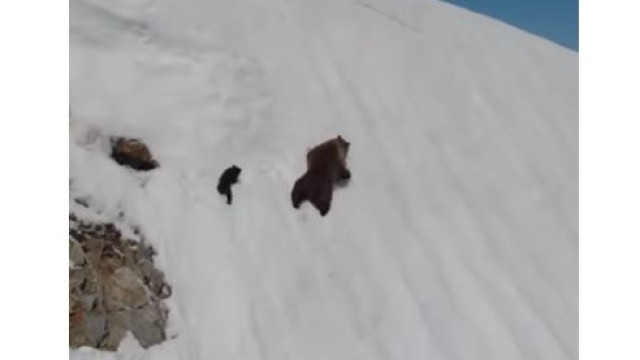 A escalada de um urso bebé ao encontro da sua mãe que já se tornou viral