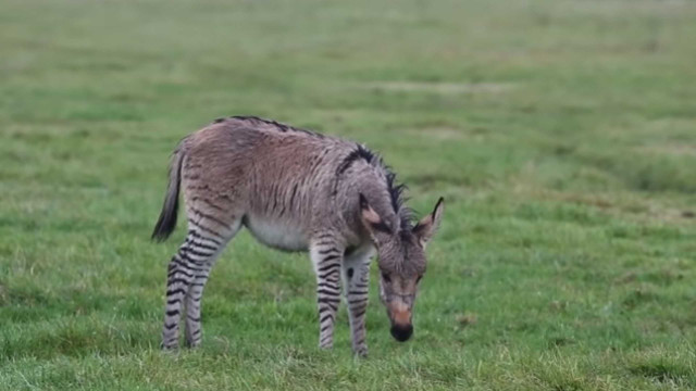 Diga 'olá' ao segundo burro-zebra do Reino Unido, o Zippy