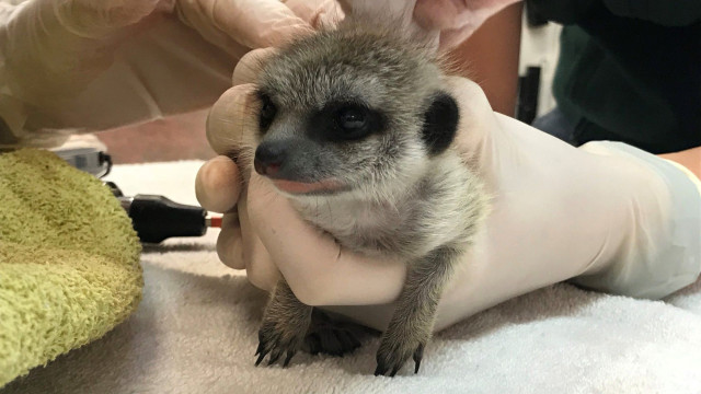 Caso de suricata desaparecida de zoo resolvido. E há três detidos