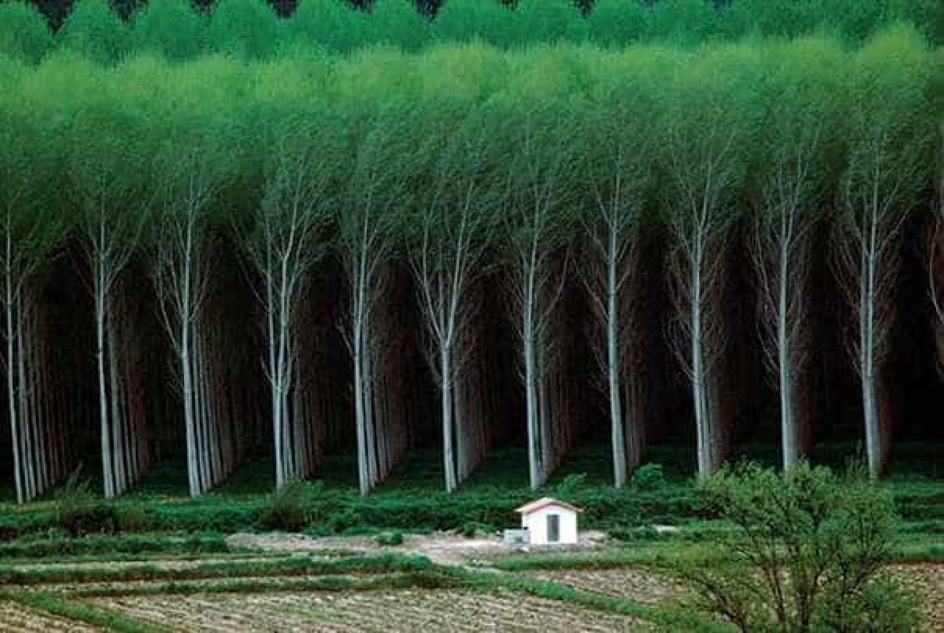 Природа создала человека много миллионов. Эвкалиптовые плантации Португалия. Искусственный лес. Много деревьев. Плантация деревьев.