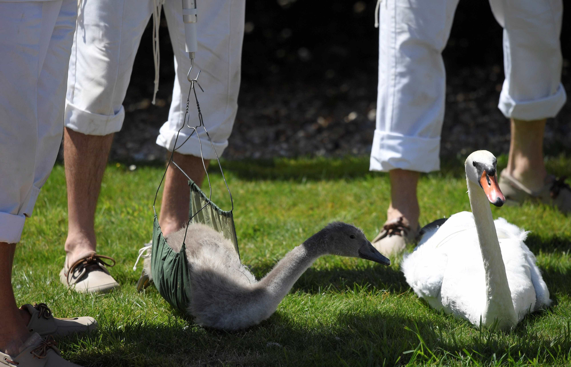 Britânicos voltam a contar, medir e pesar todos os cisnes de Londres