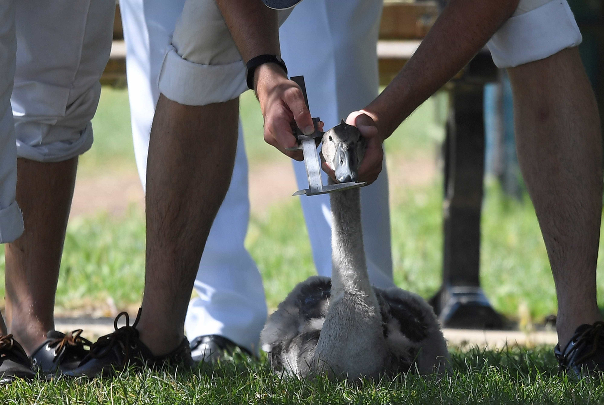 Britânicos voltam a contar, medir e pesar todos os cisnes de Londres