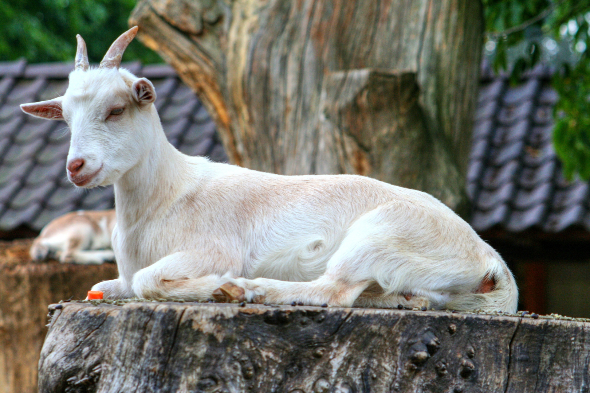 Trinta coisas que (provavelmente) não sabia sobre animais