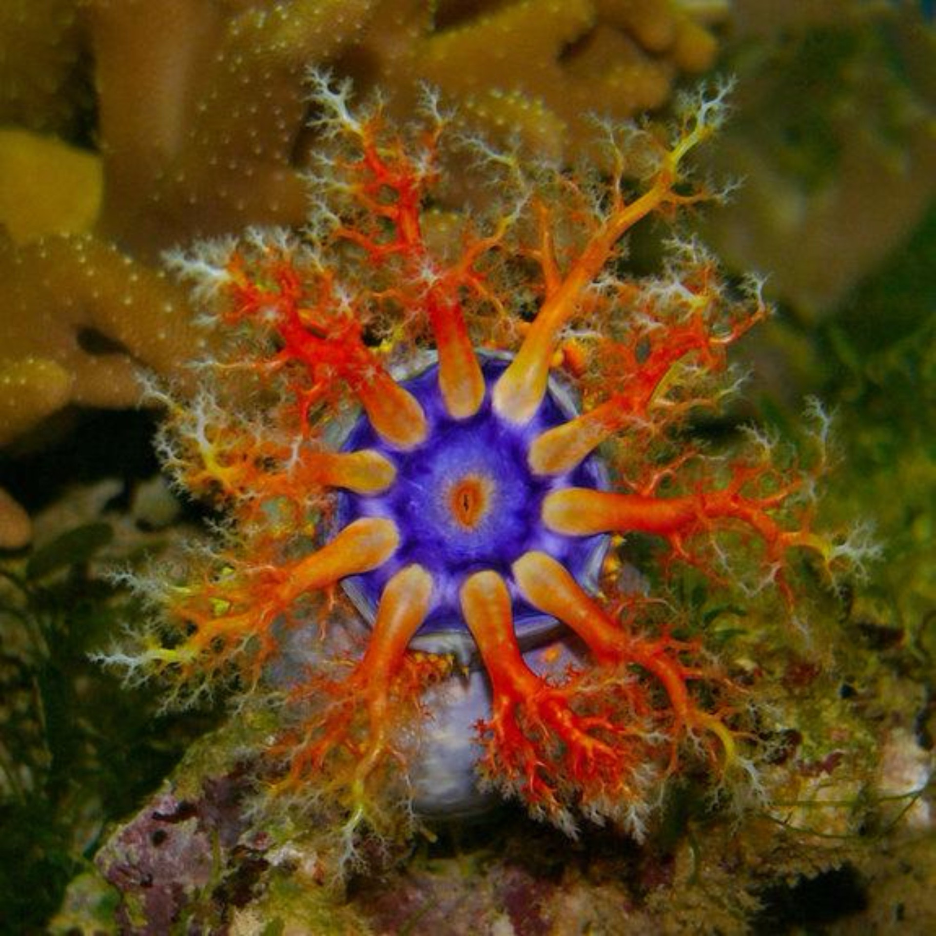 Conheça as criaturas mais aterradoras do fundo do mar