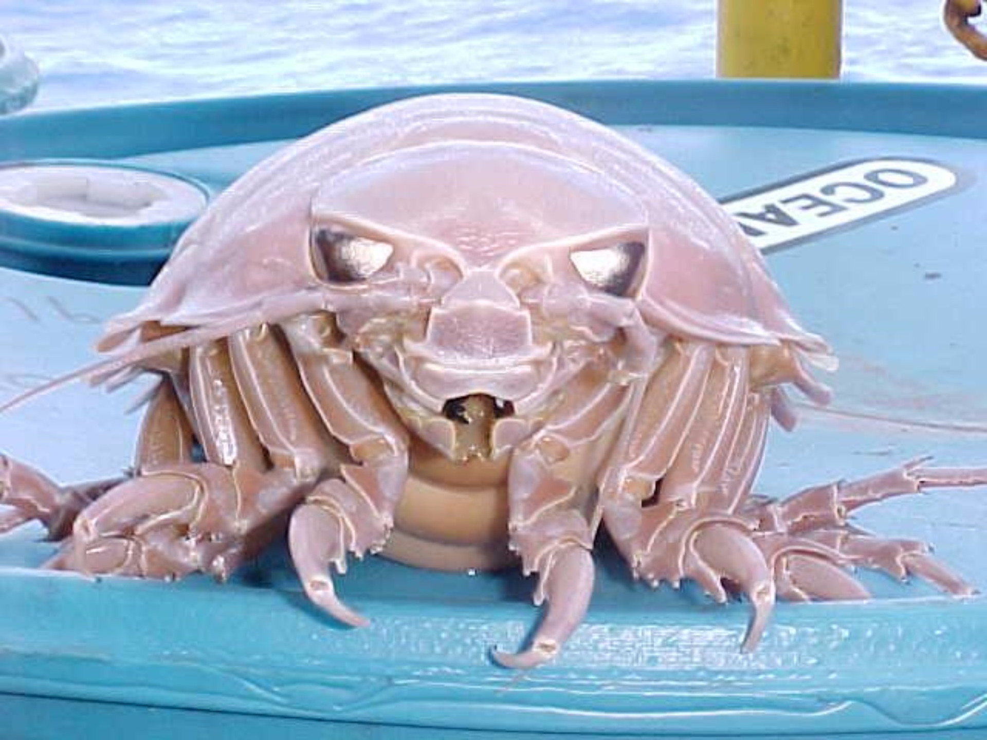 Conheça as criaturas mais aterradoras do fundo do mar