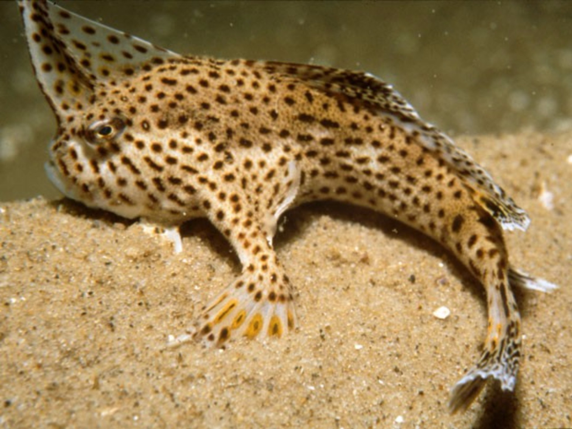 Conheça as criaturas mais aterradoras do fundo do mar