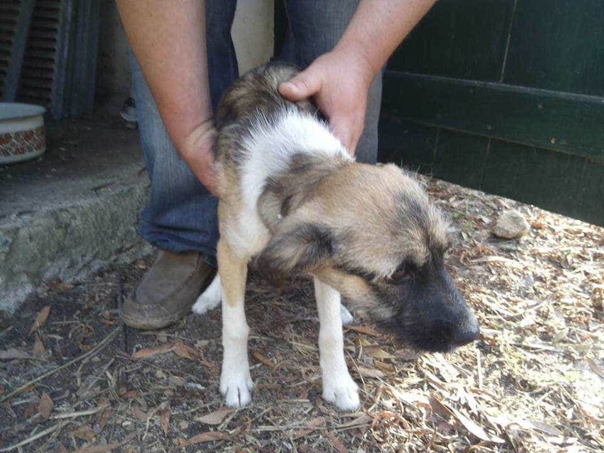 Cadela encontrada em Tocha após os incêndios. Procuram-se os donos