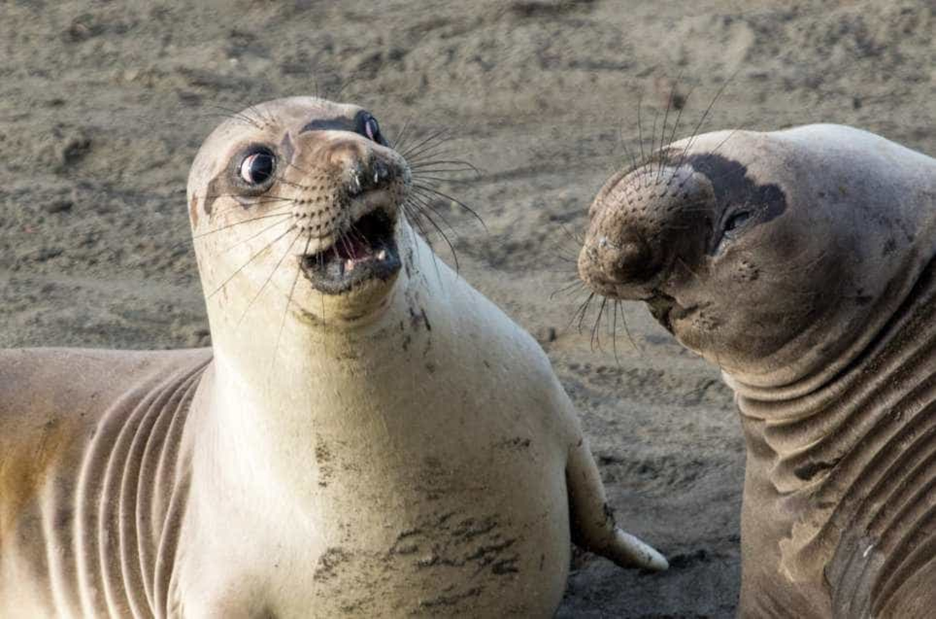 Estas são as fotos vencedoras do prémio 'comédia na vida animal'