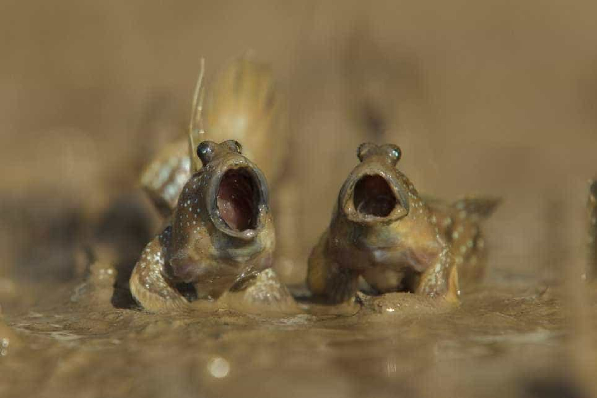 Estas são as fotos vencedoras do prémio 'comédia na vida animal'