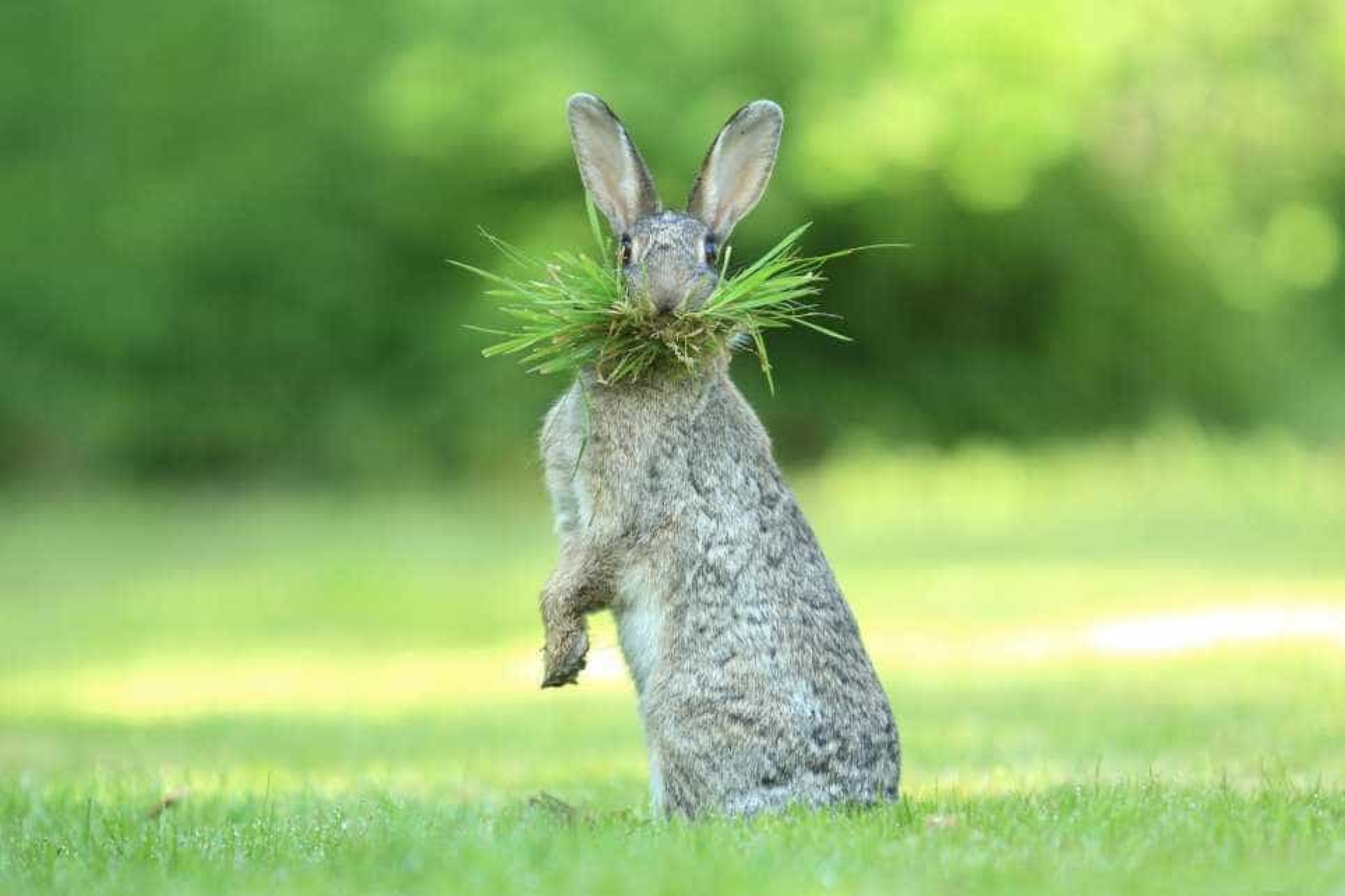 Estas são as fotos vencedoras do prémio 'comédia na vida animal'
