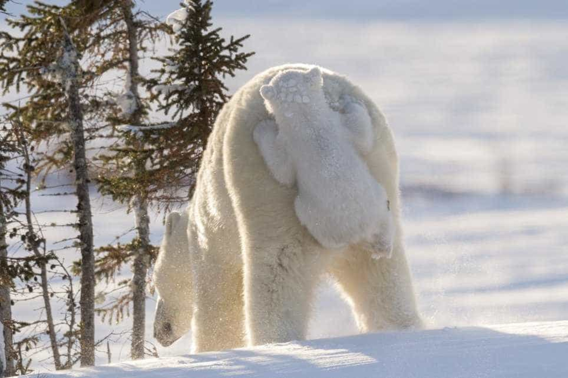 Estas são as fotos vencedoras do prémio 'comédia na vida animal'