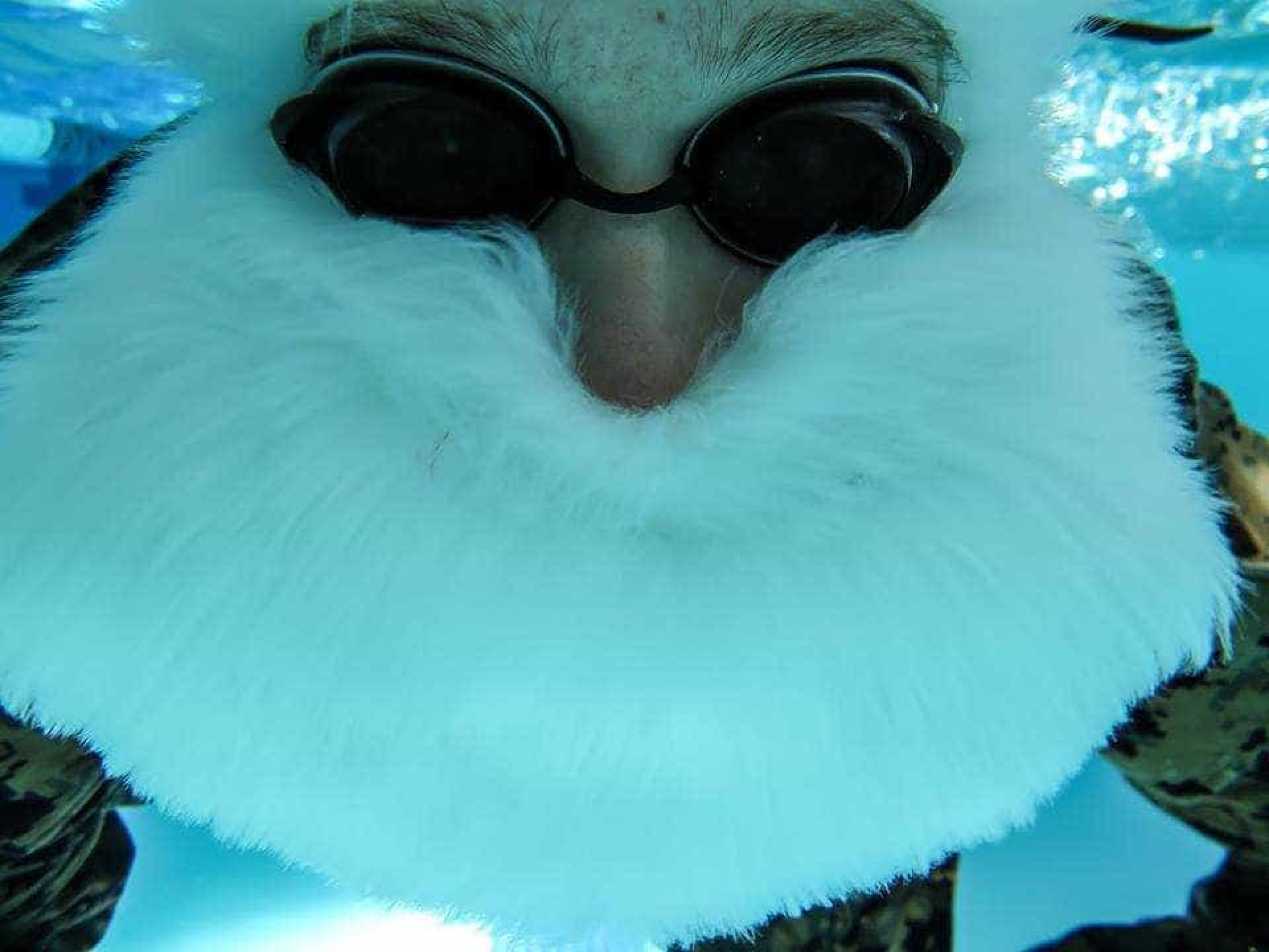 Marines vestidos de Pai Natal fazem sessão fotográfica debaixo de água