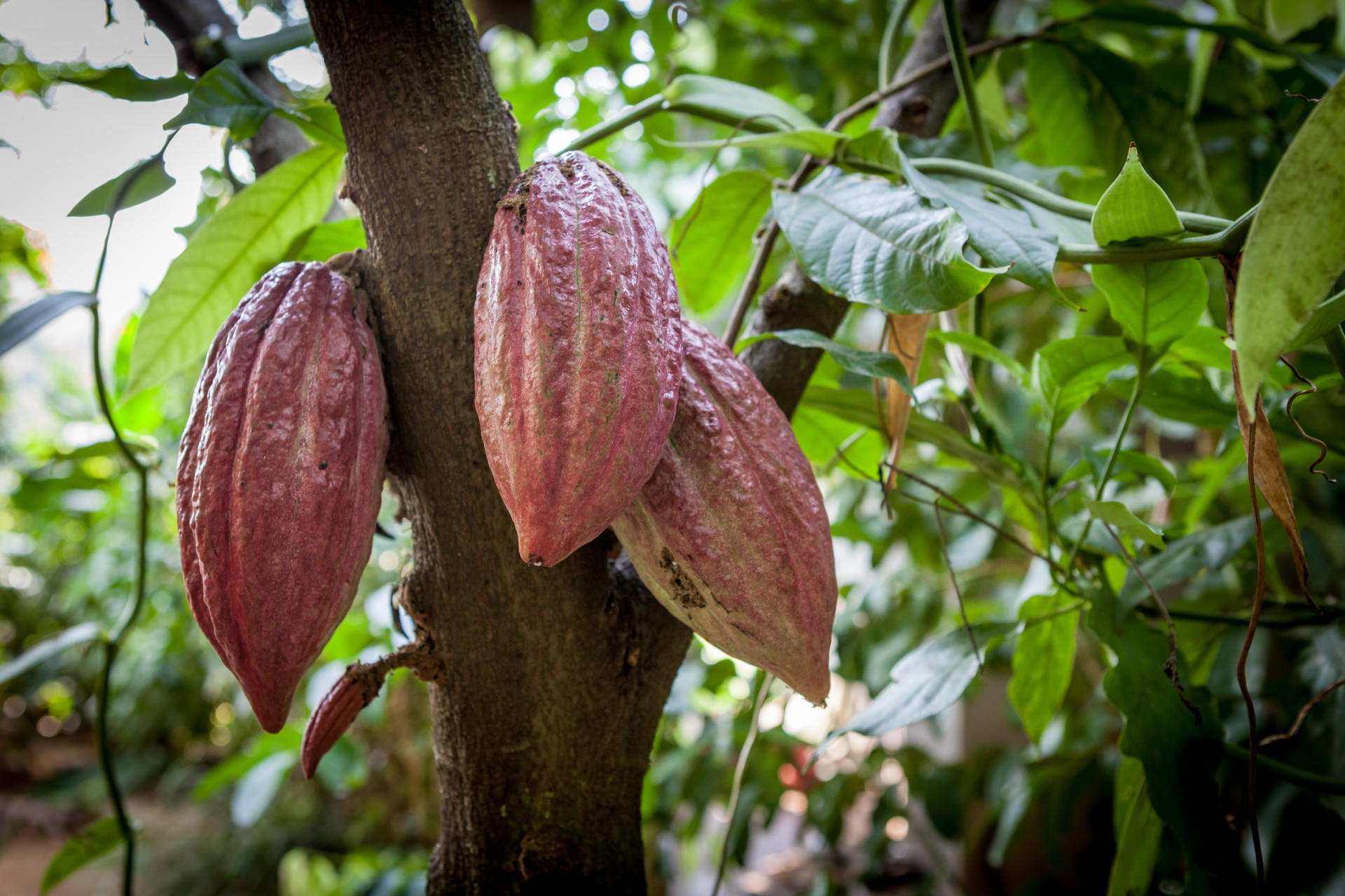 Tudo o que precisa de saber sobre o chocolate e a sua possível extinção