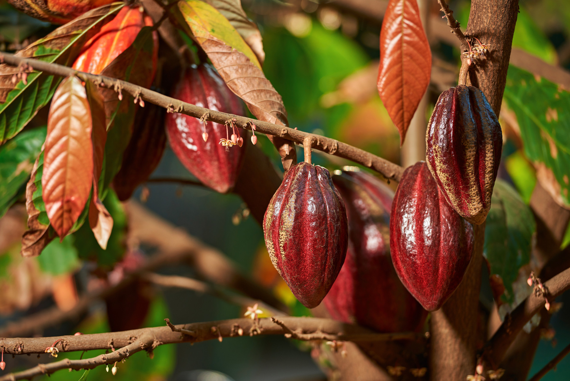 Tudo o que precisa de saber sobre o chocolate e a sua possível extinção