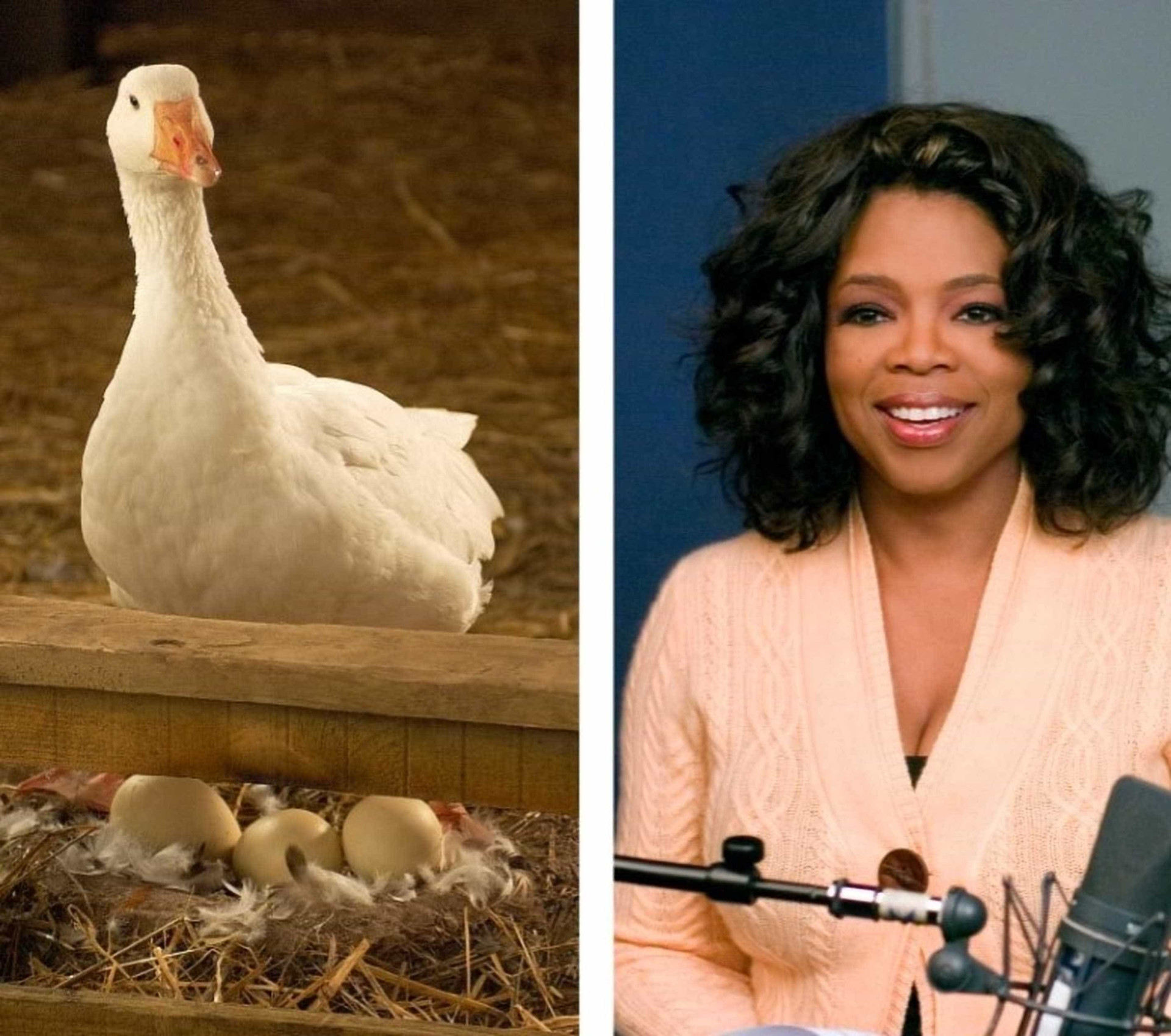 Oprah Winfrey: A estrela que é a referência de todas as mulheres
