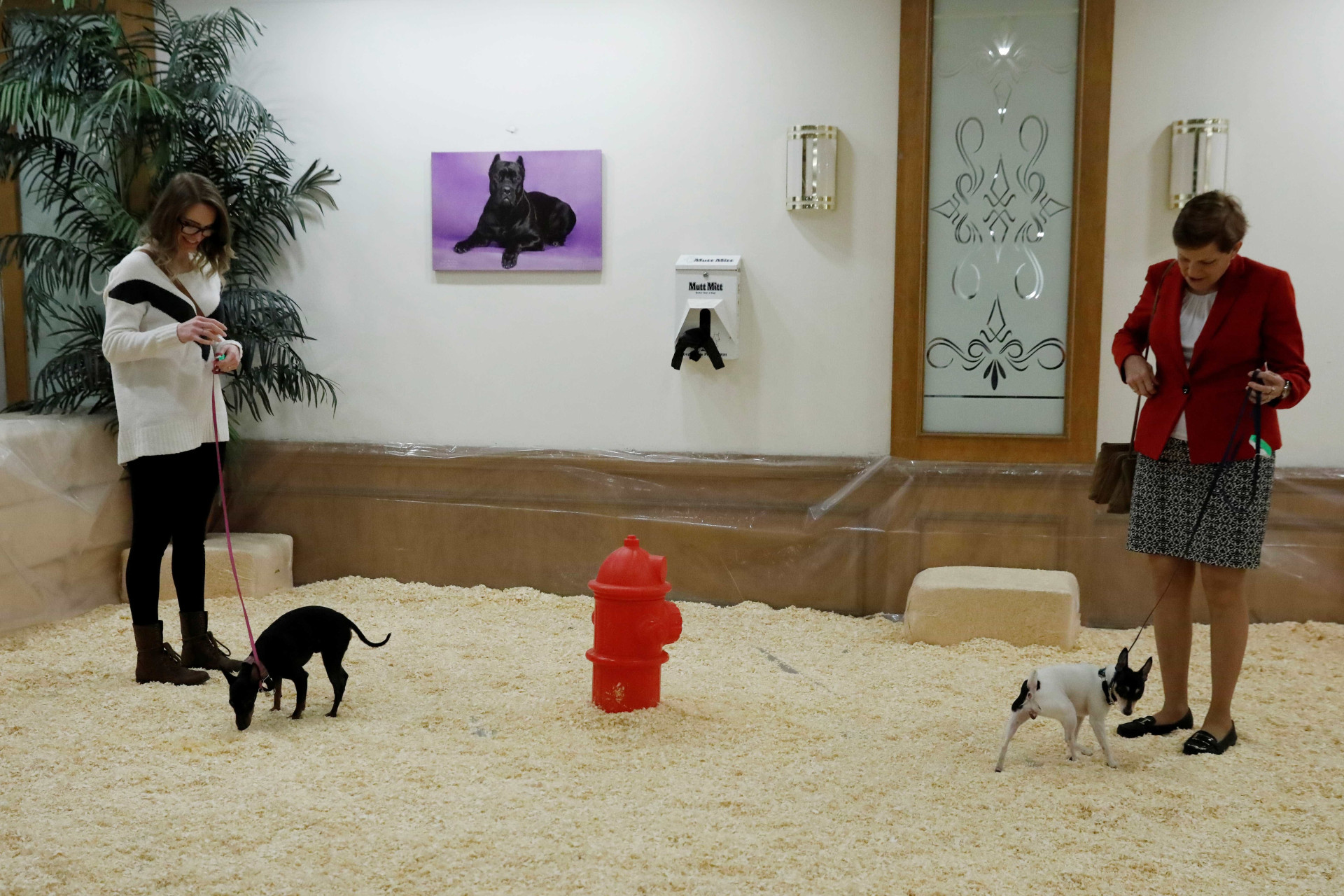 Quase três mil cães competem no maior concurso canino dos EUA