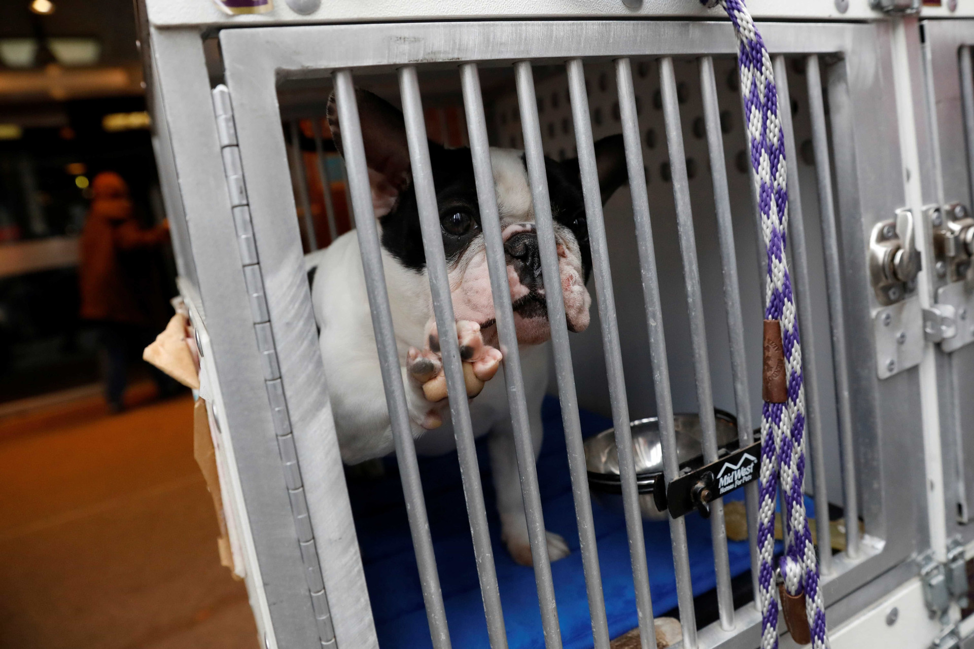 Quase três mil cães competem no maior concurso canino dos EUA