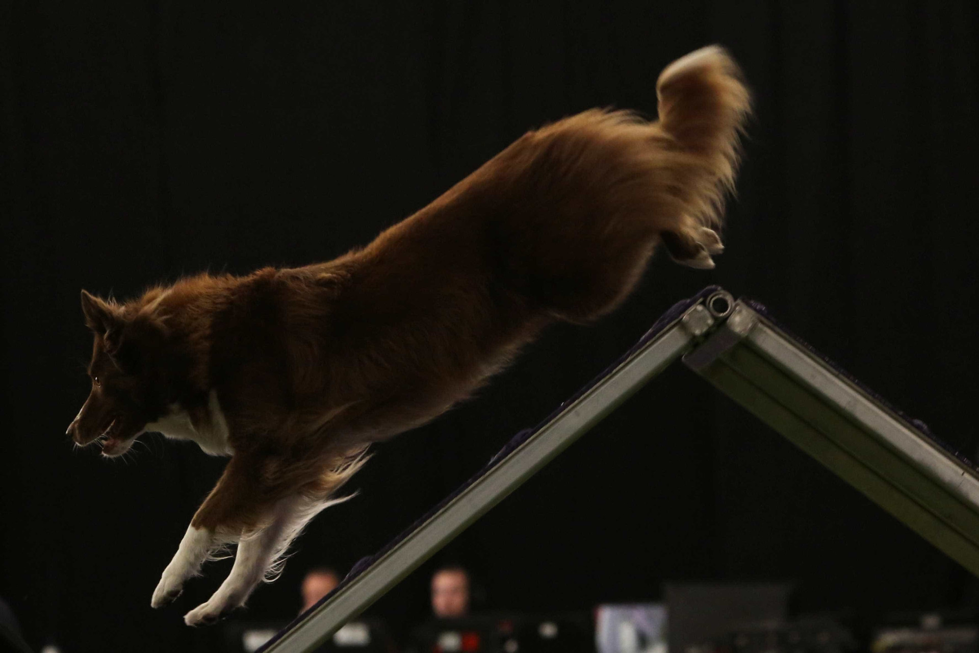 Quase três mil cães competem no maior concurso canino dos EUA
