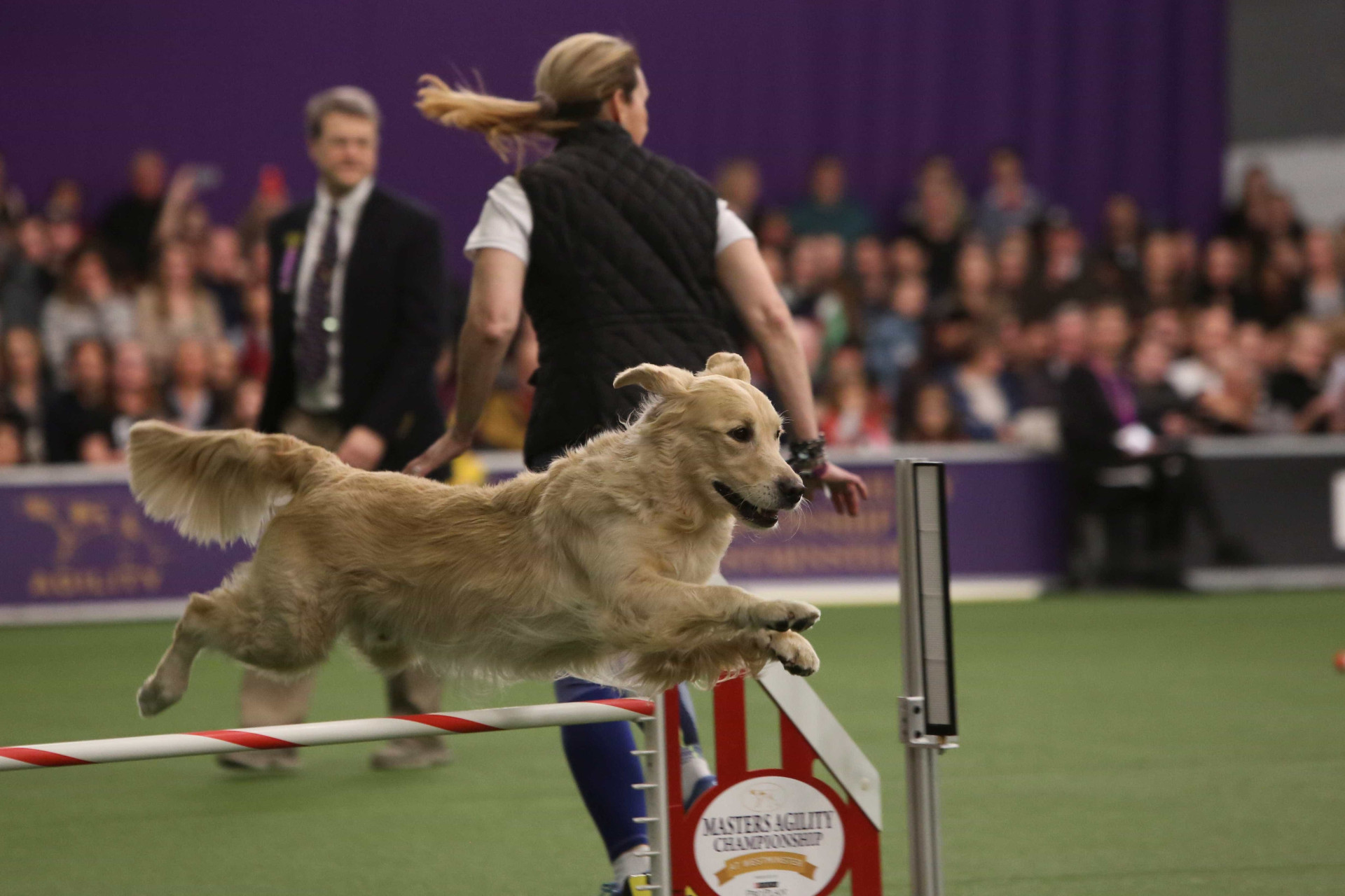 Quase três mil cães competem no maior concurso canino dos EUA