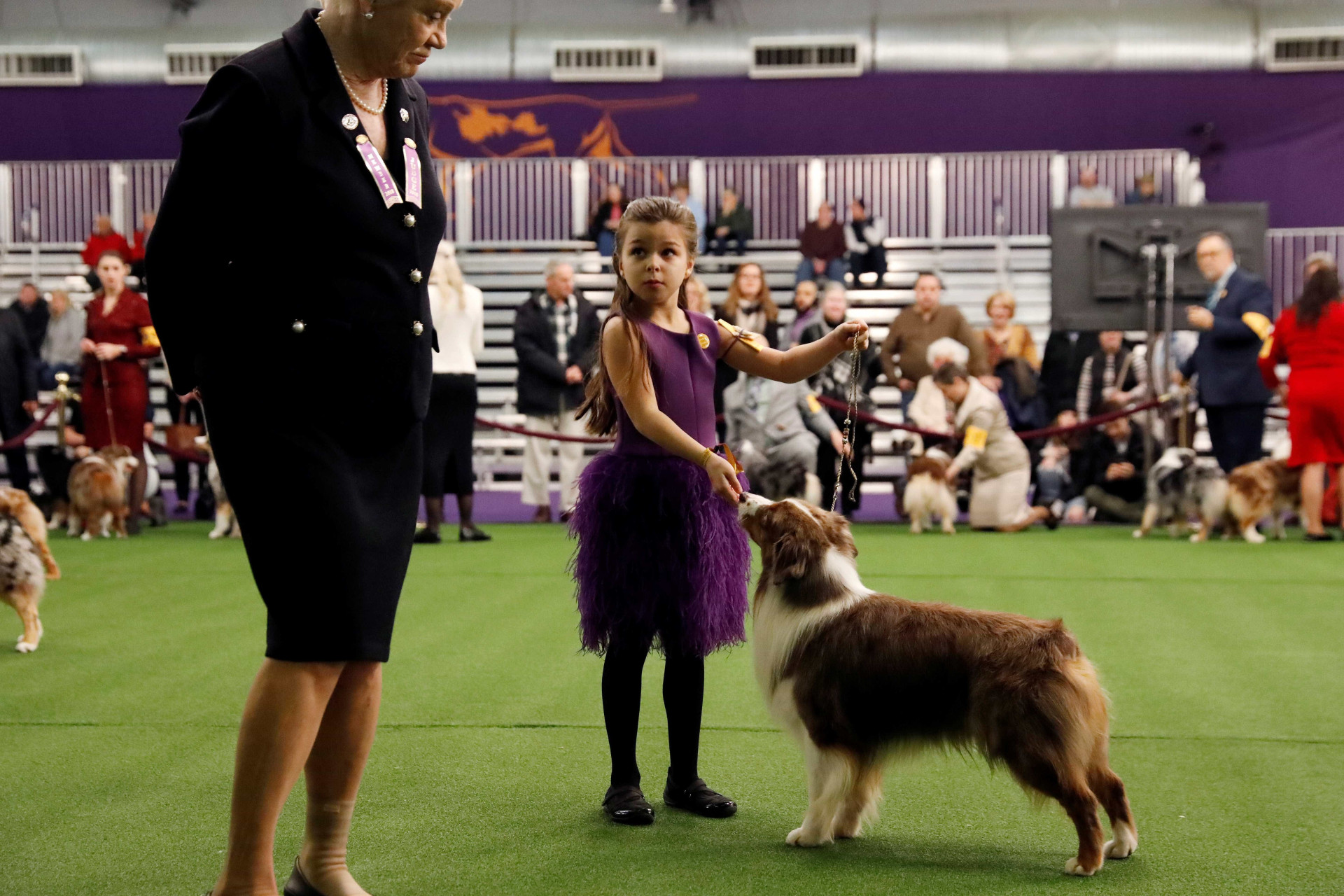 Quase três mil cães competem no maior concurso canino dos EUA