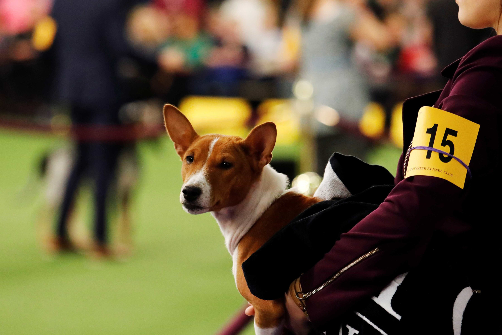 Quase três mil cães competem no maior concurso canino dos EUA