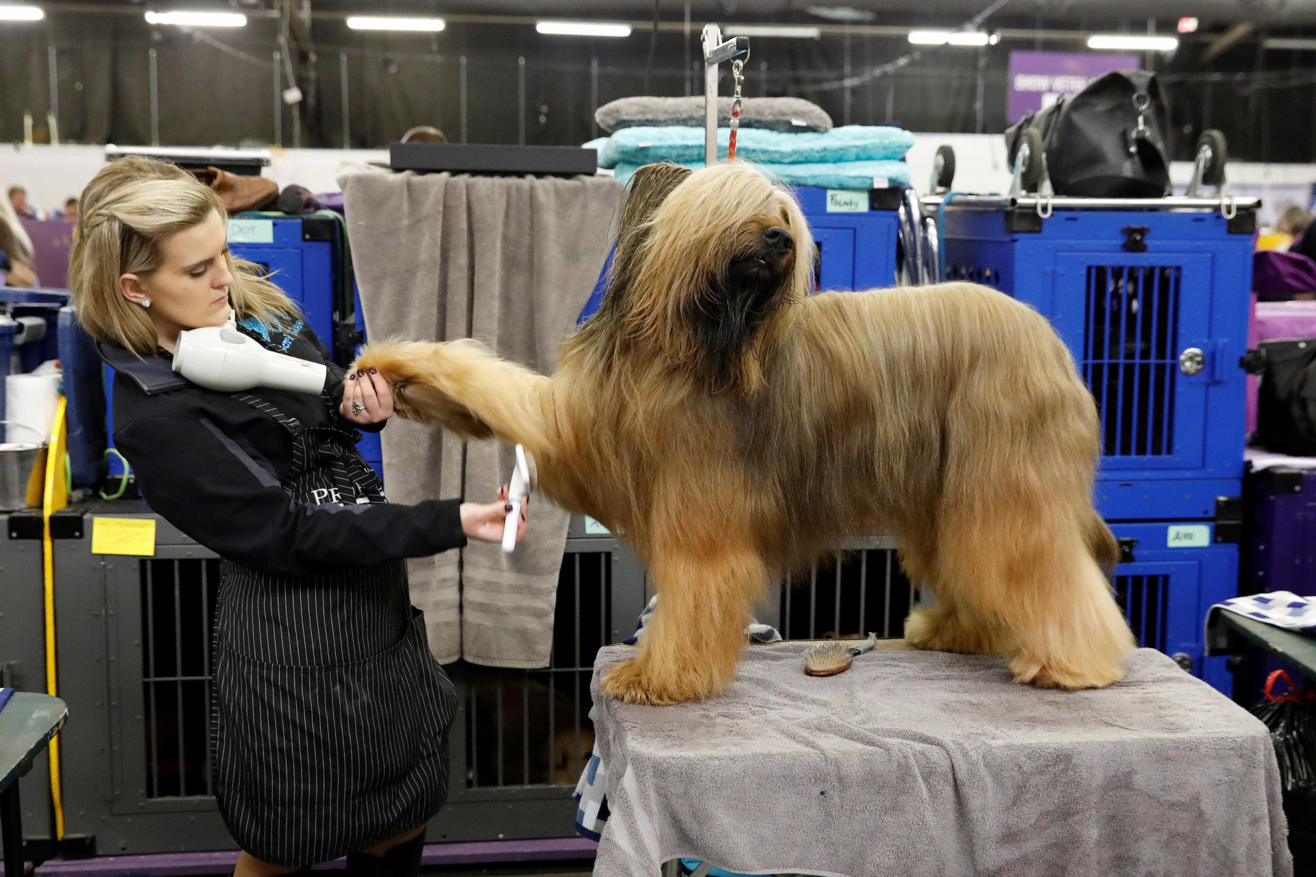 Quase três mil cães competem no maior concurso canino dos EUA