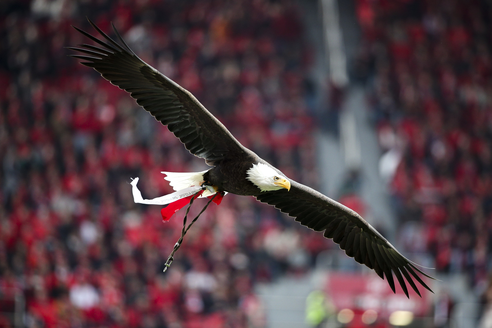Benfica-FC Porto: O Clássico do ano em imagens
