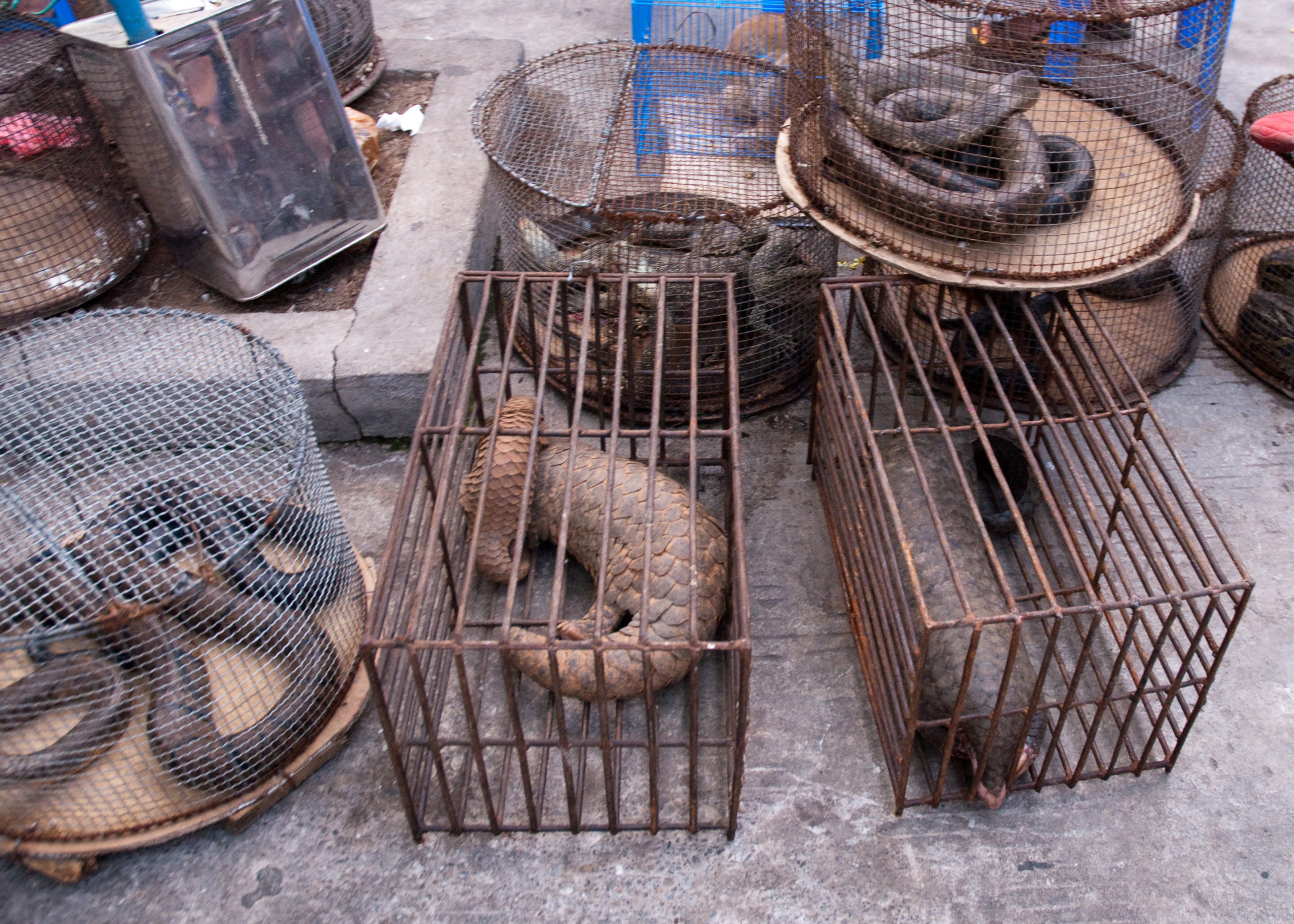 'Ilha das Cobras': Conheça este local digno de pesadelos