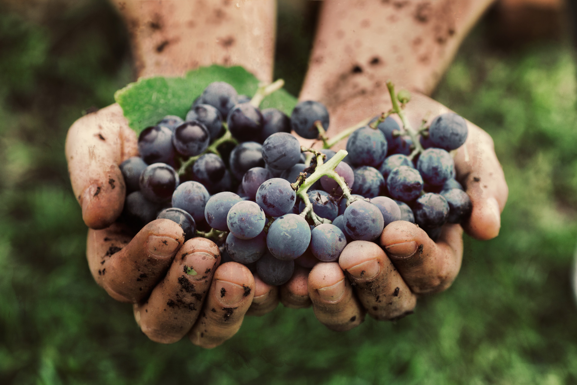 Saiba como degustar vinho como um profissional