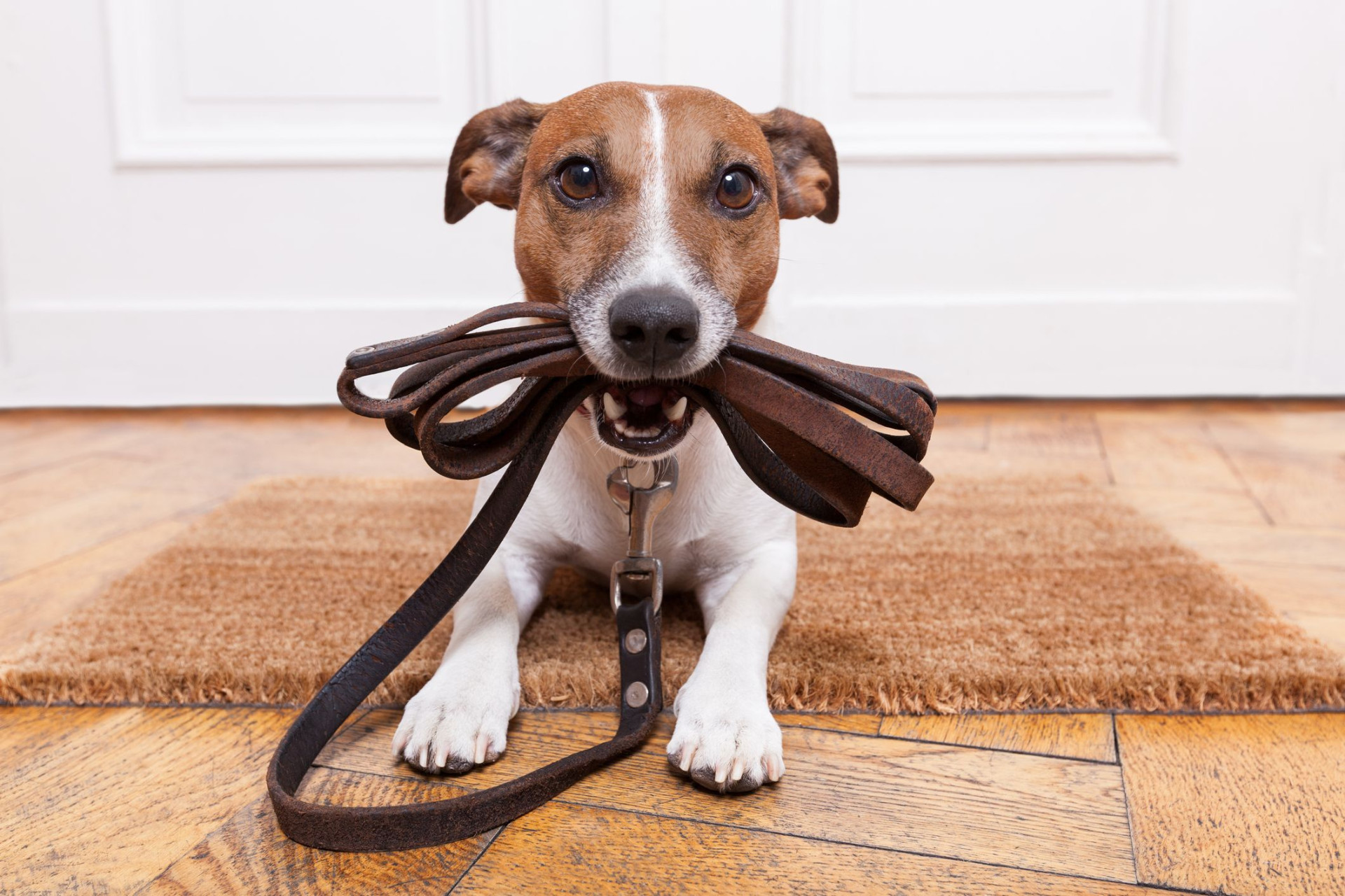 Vai adotar um cão? Garanta estes 10 essenciais antes de o patudo chegar