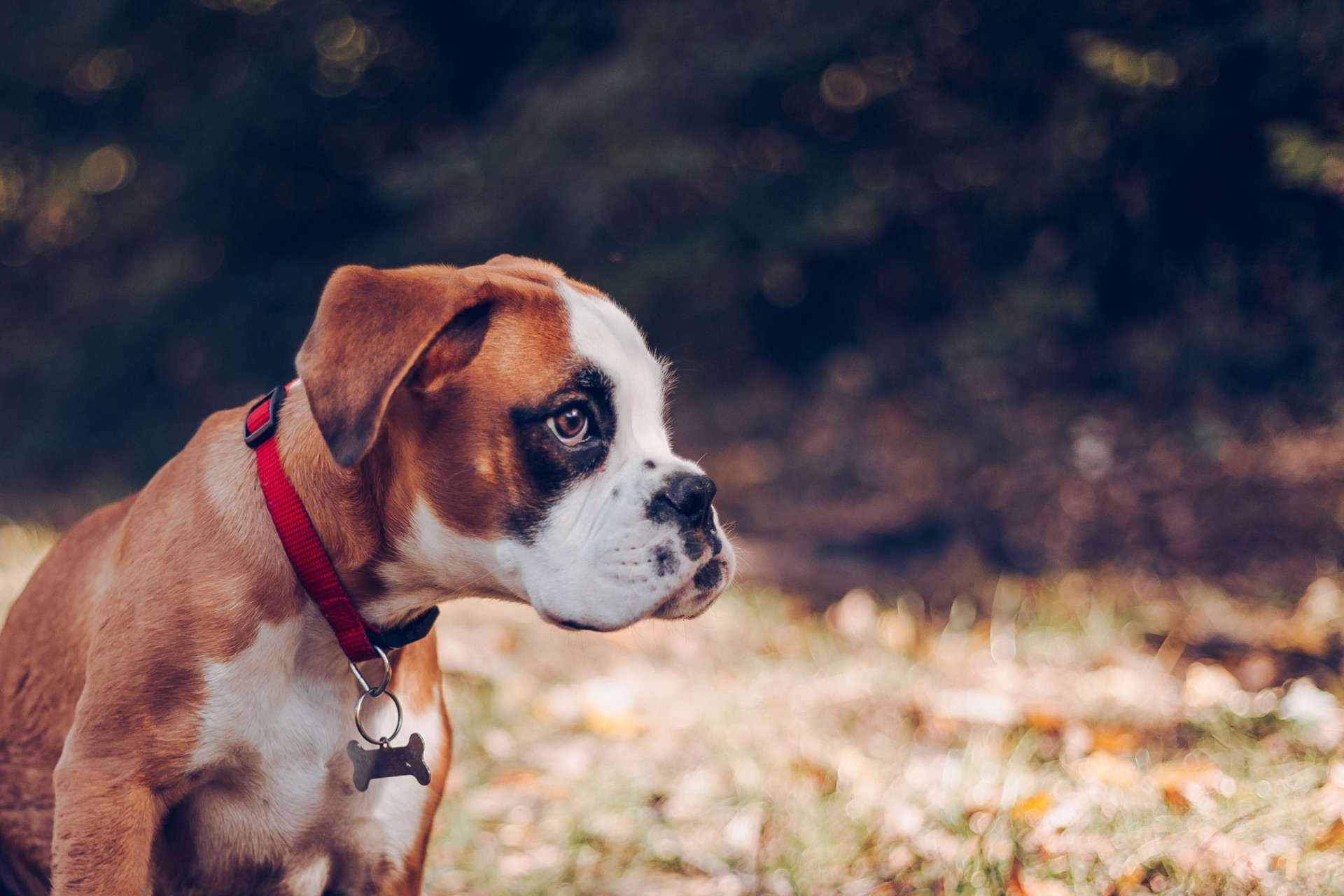 Vai adotar um cão? Garanta estes 10 essenciais antes de o patudo chegar
