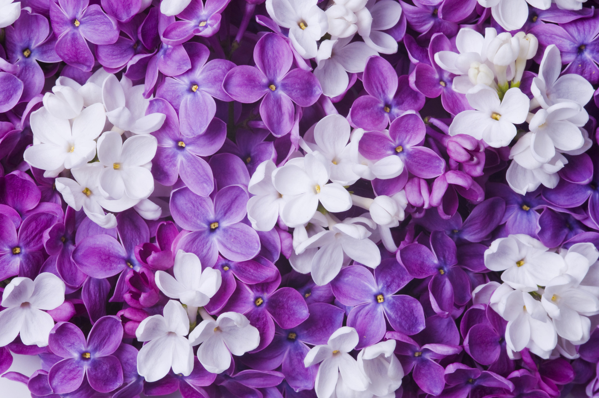 Descubra as origens e significados dos nomes das flores
