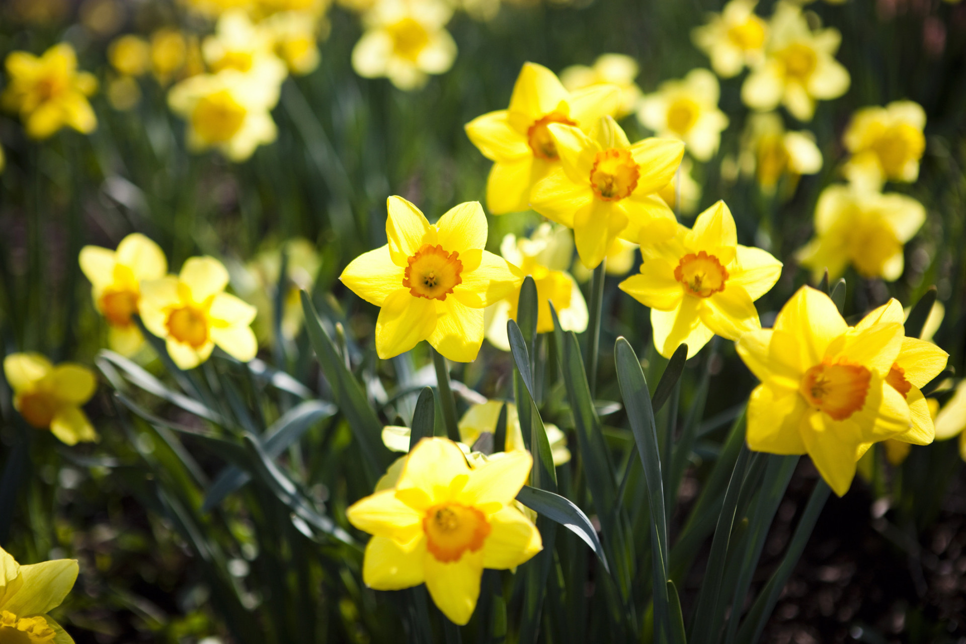 Descubra as origens e significados dos nomes das flores