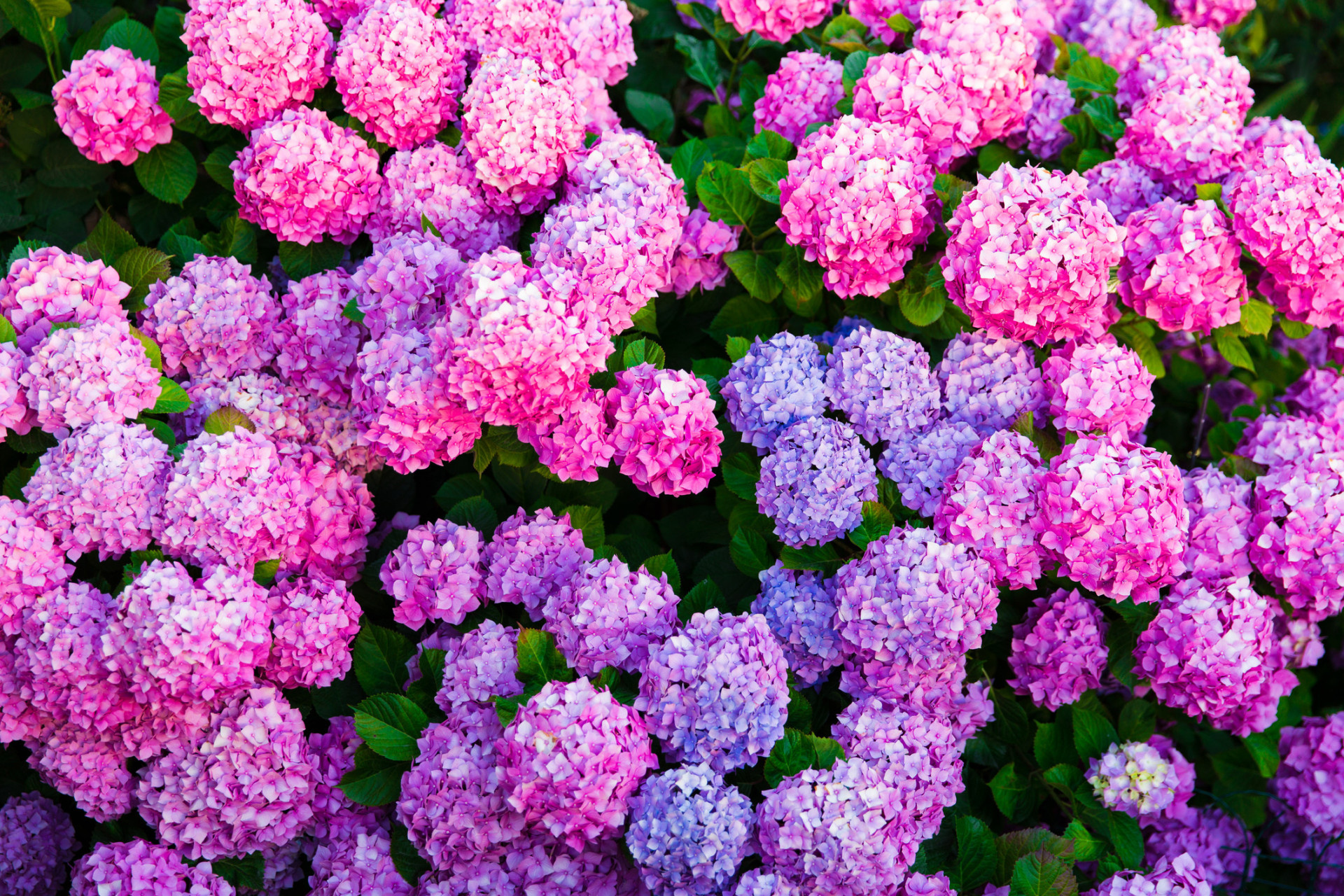 Descubra as origens e significados dos nomes das flores