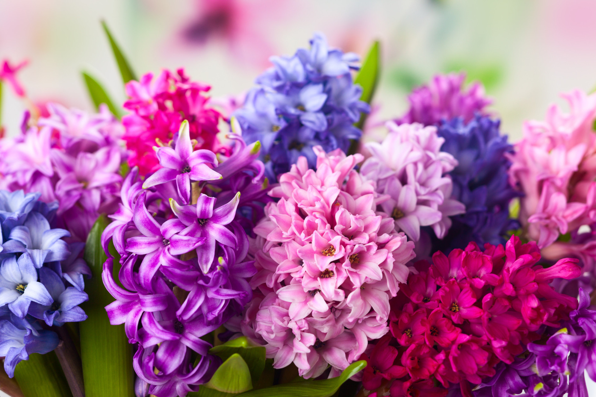 Descubra as origens e significados dos nomes das flores