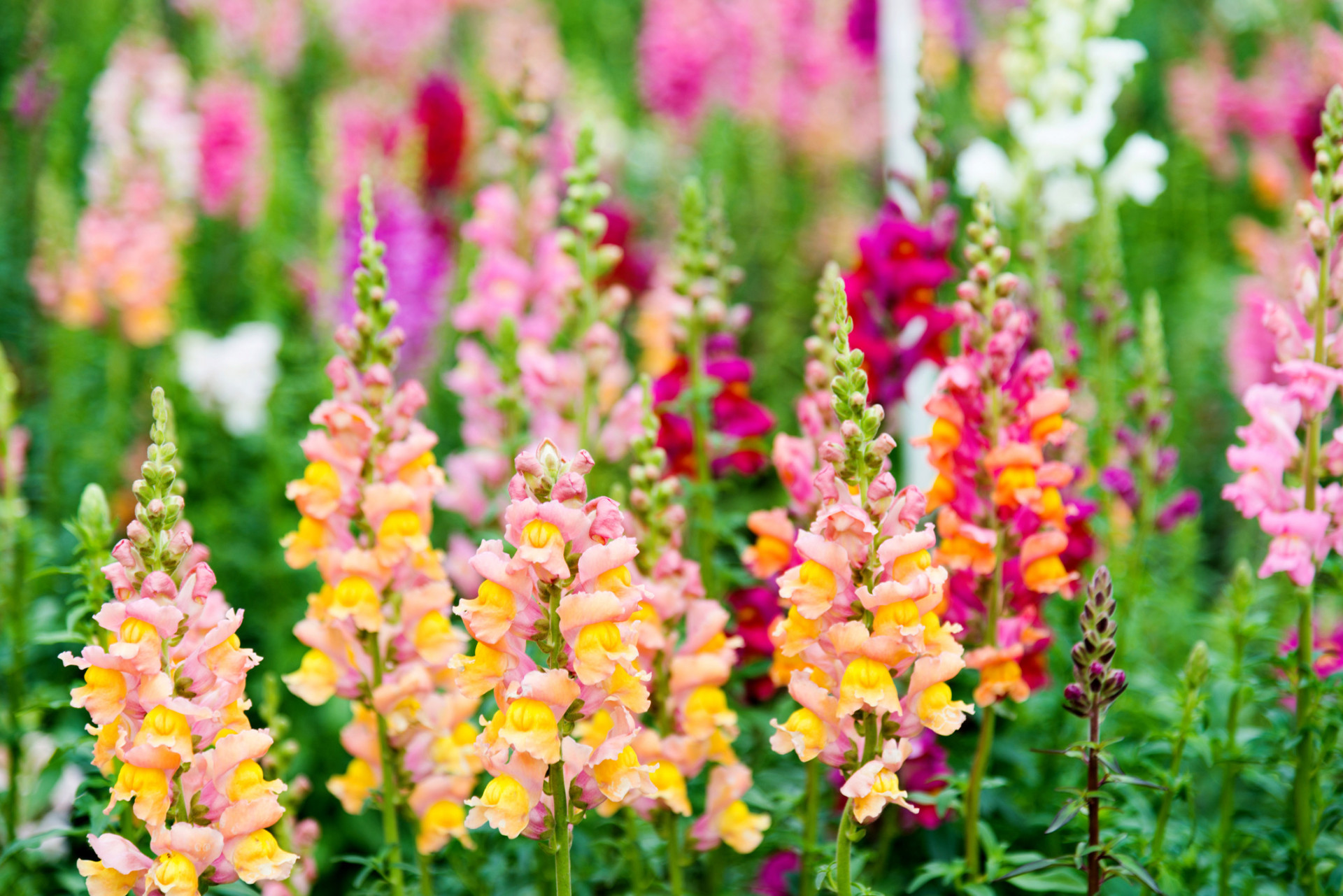 Descubra as origens e significados dos nomes das flores