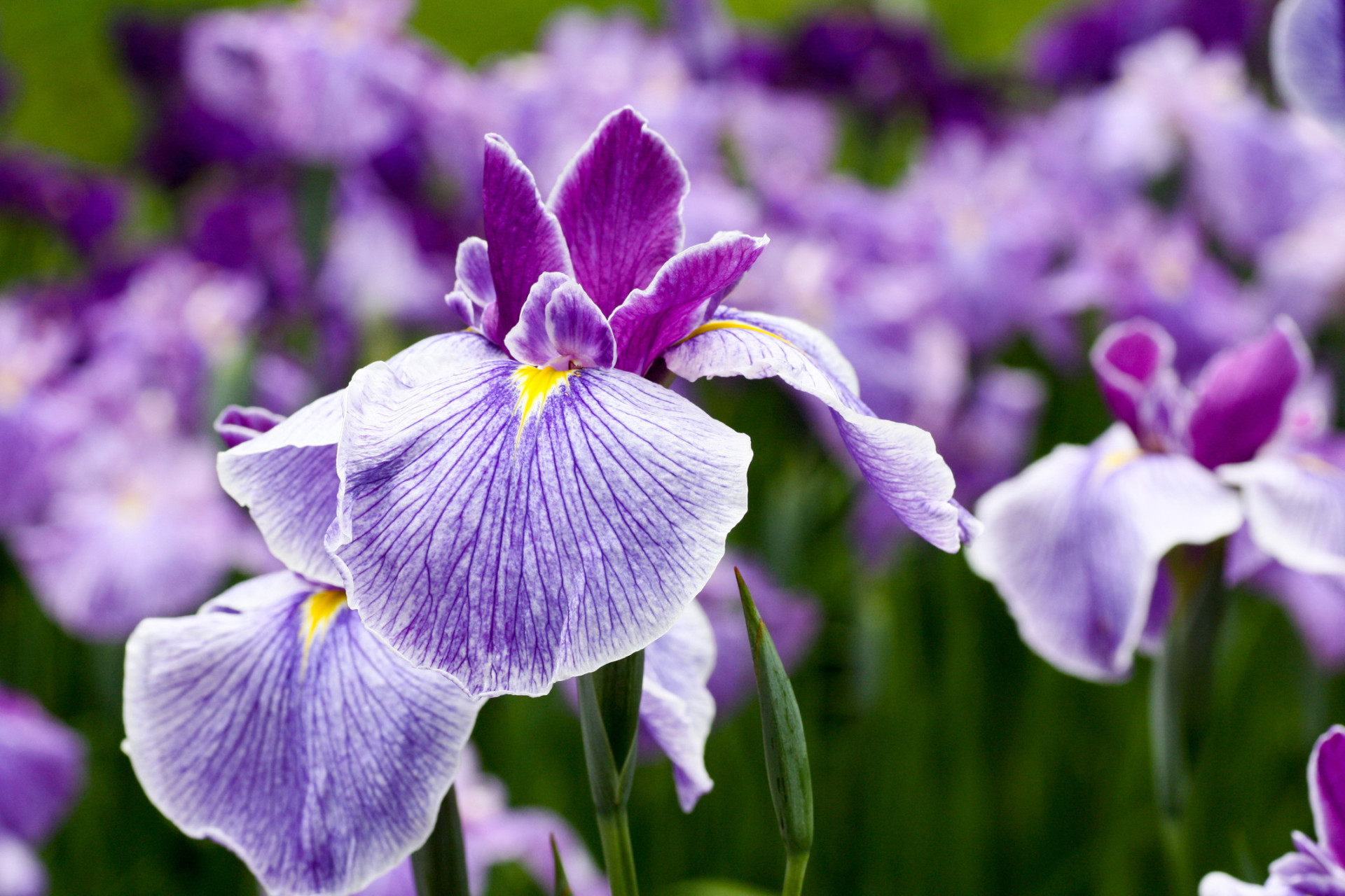 Descubra as origens e significados dos nomes das flores