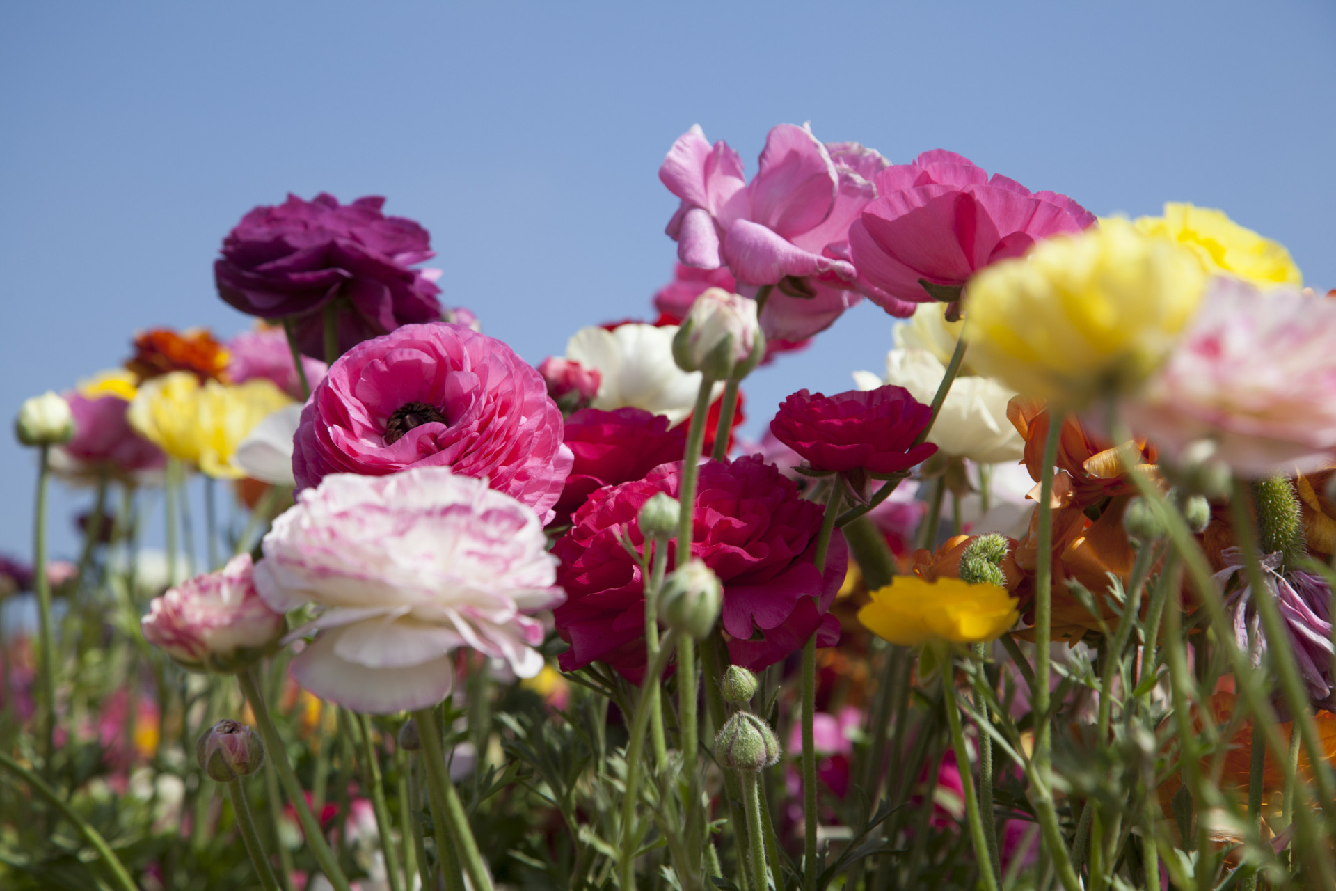 Descubra as origens e significados dos nomes das flores