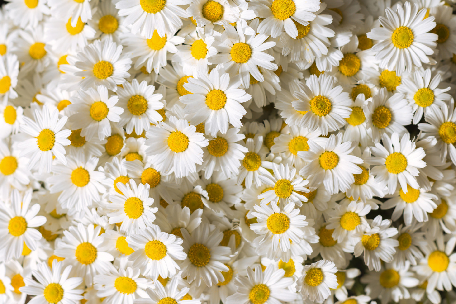 Descubra as origens e significados dos nomes das flores