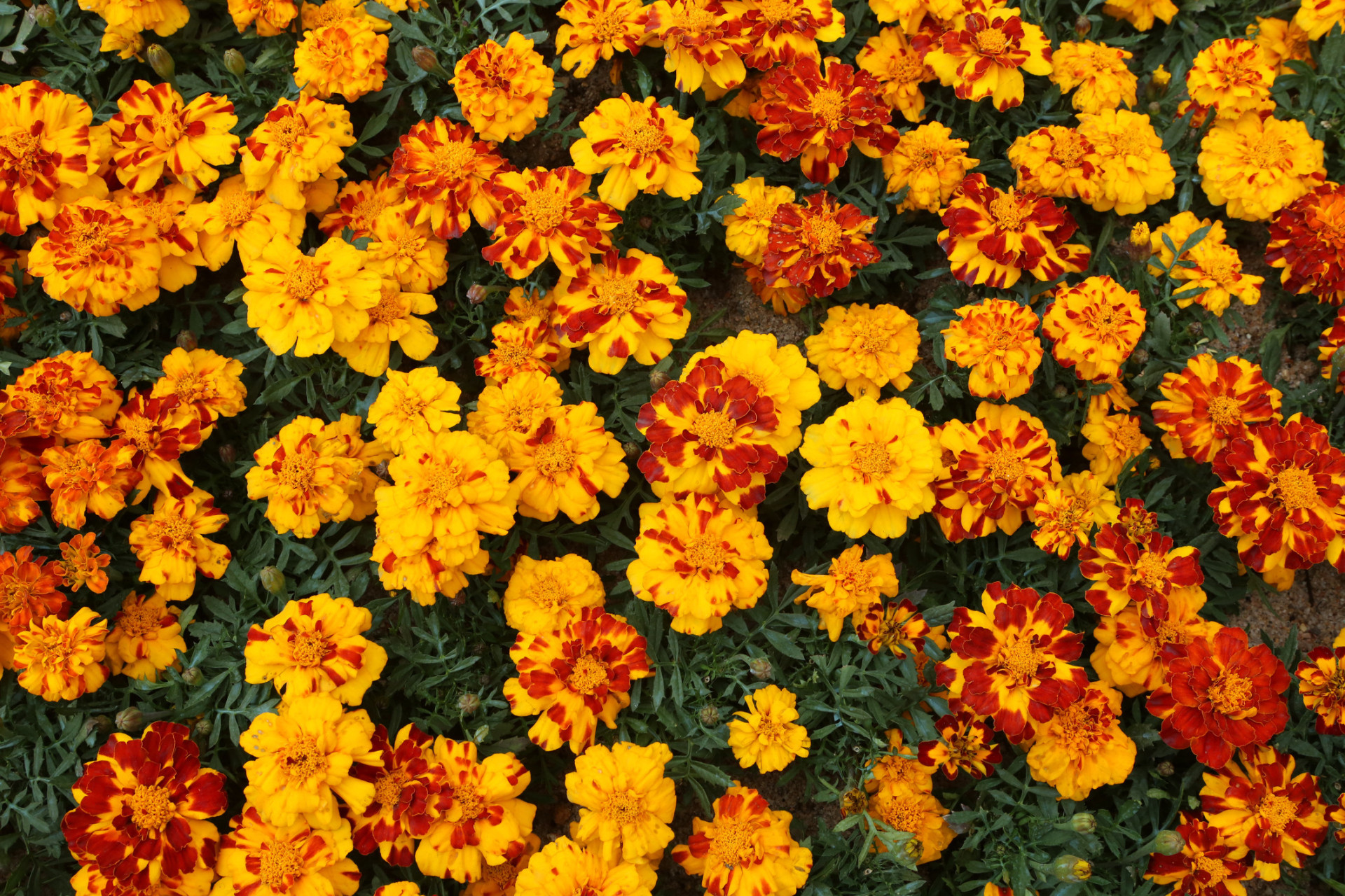 Descubra as origens e significados dos nomes das flores