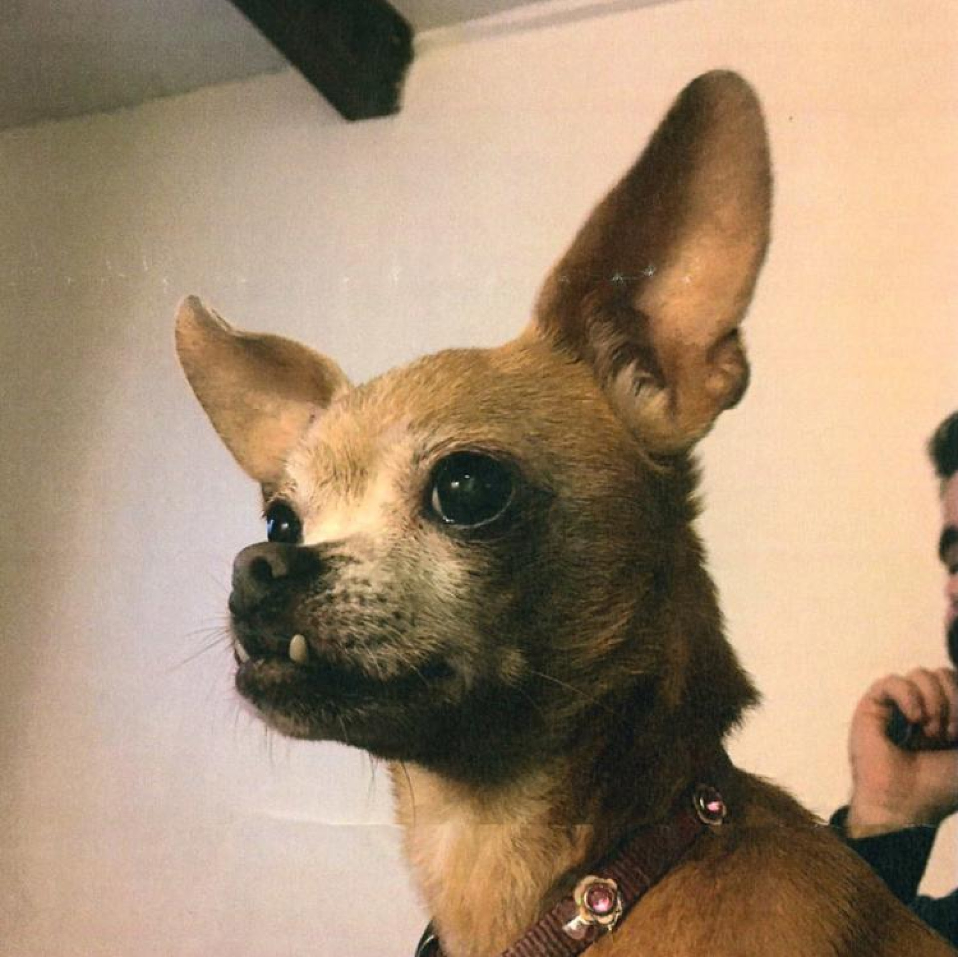Estes são os concorrentes ao título de 'cão mais feio do mundo'