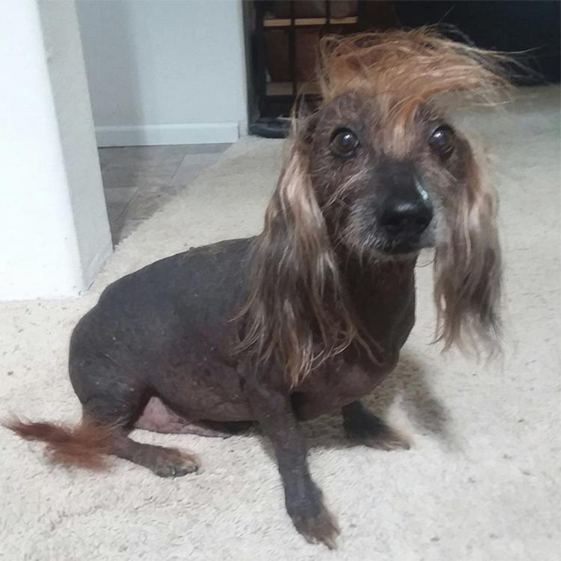 Estes são os concorrentes ao título de 'cão mais feio do mundo'