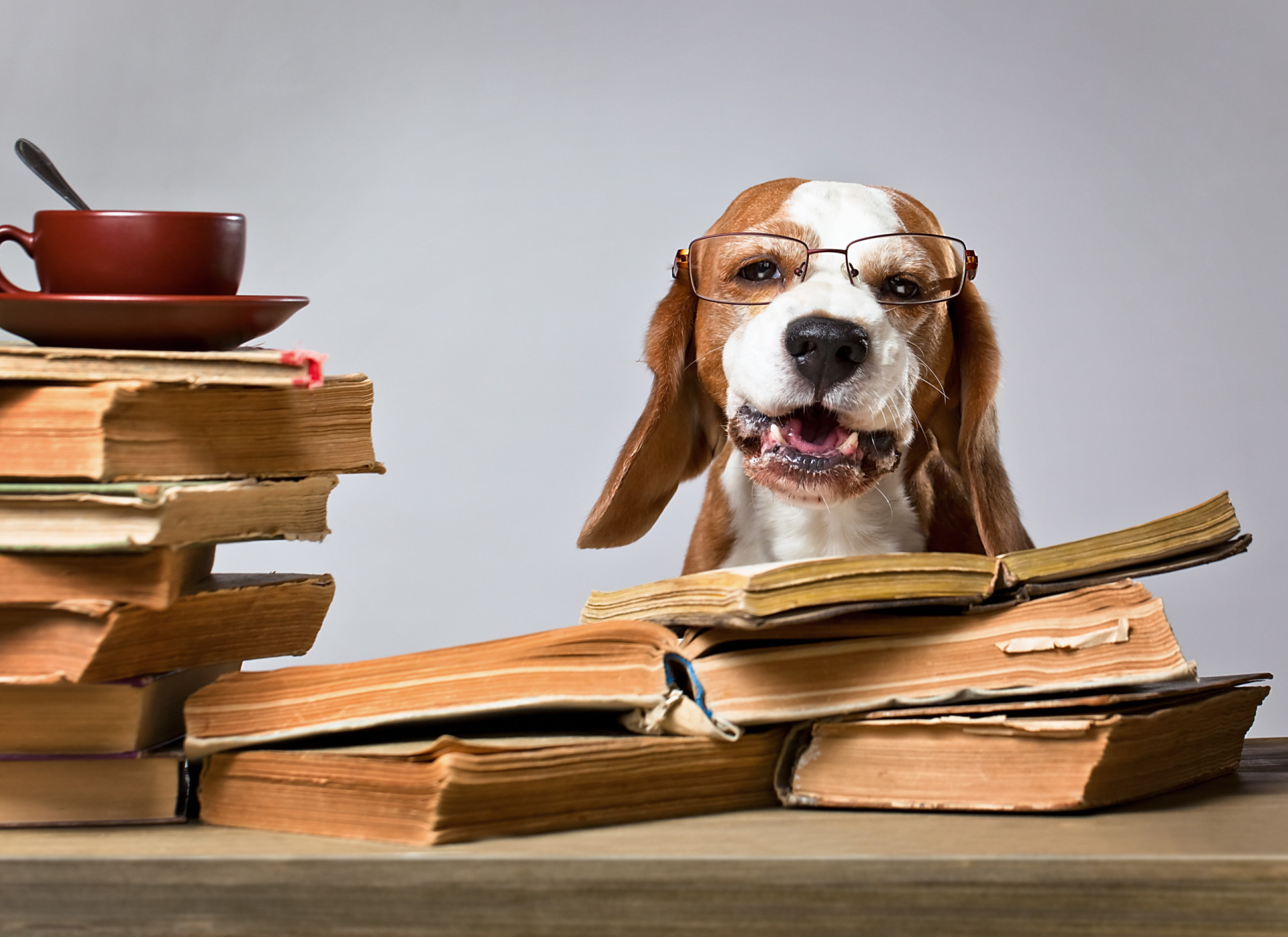 Estará o seu cão entre os mais inteligentes do mundo?
