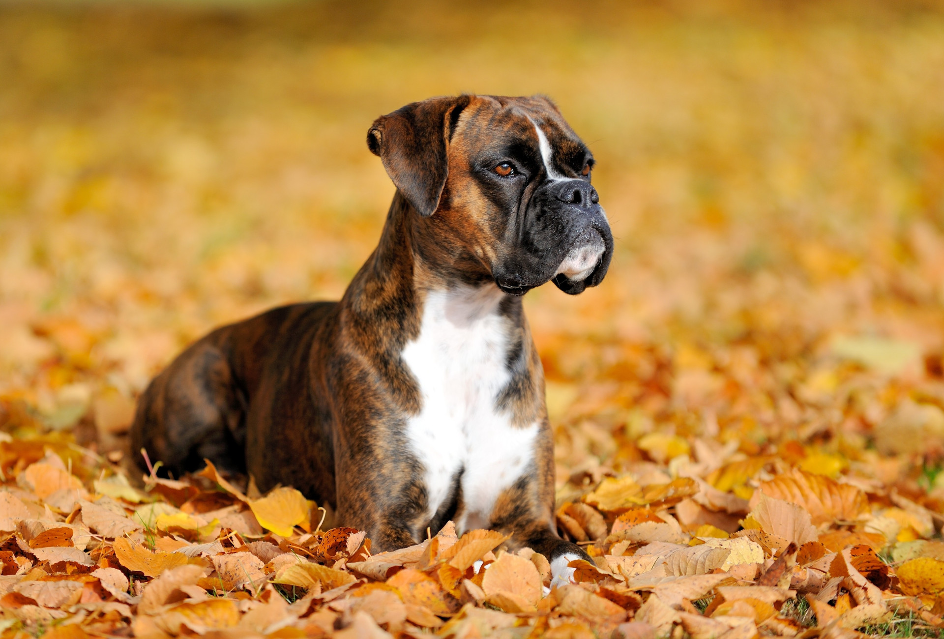 Estará o seu cão entre os mais inteligentes do mundo?